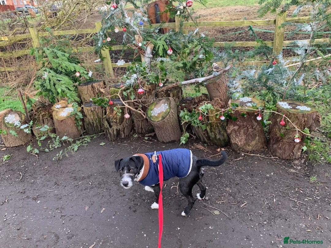 Mixed Breed dogs for adoption: BERTIE - a Lovely boy for a Loving Home - Image 2