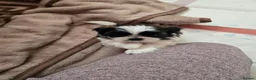 Shih Tzu dogs for sale: Hi my name is Maria  - Advert 23