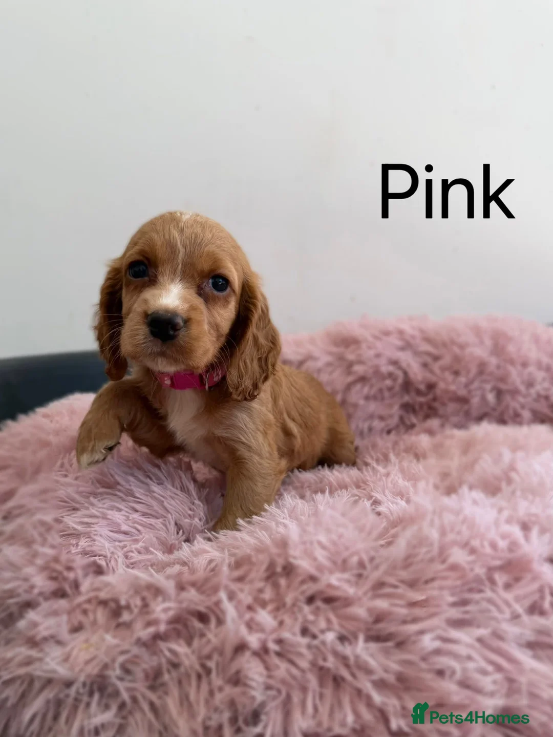 Cocker Spaniel dogs for sale: Puppies Cocker Spaniel  - Advert 2