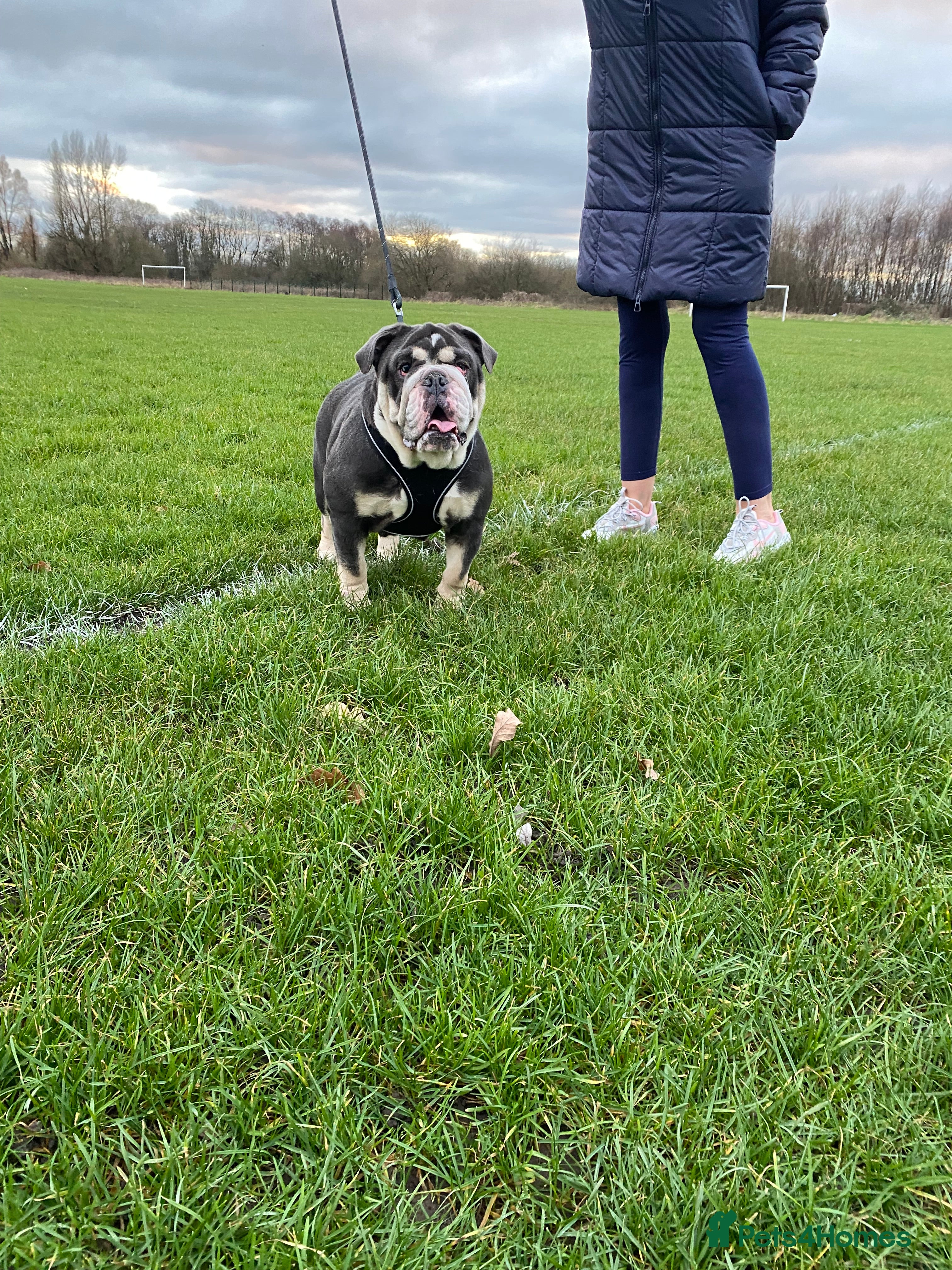 English Bulldog dogs English bulldog  - Advert 14