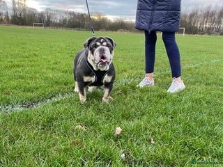 English Bulldog dogs English bulldog - Advert 14