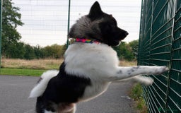 Akita dogs for sale: Adult American Akita - Image 3