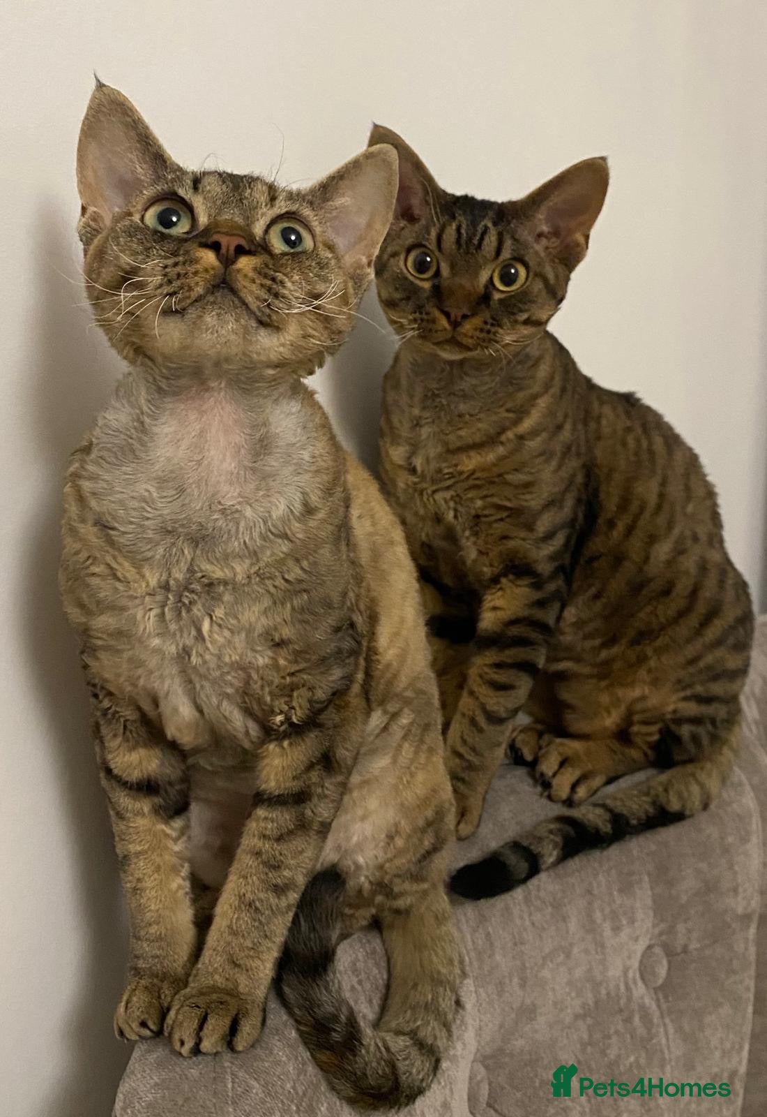 Devon Rex cats Mrs Nina K. - Advert 3