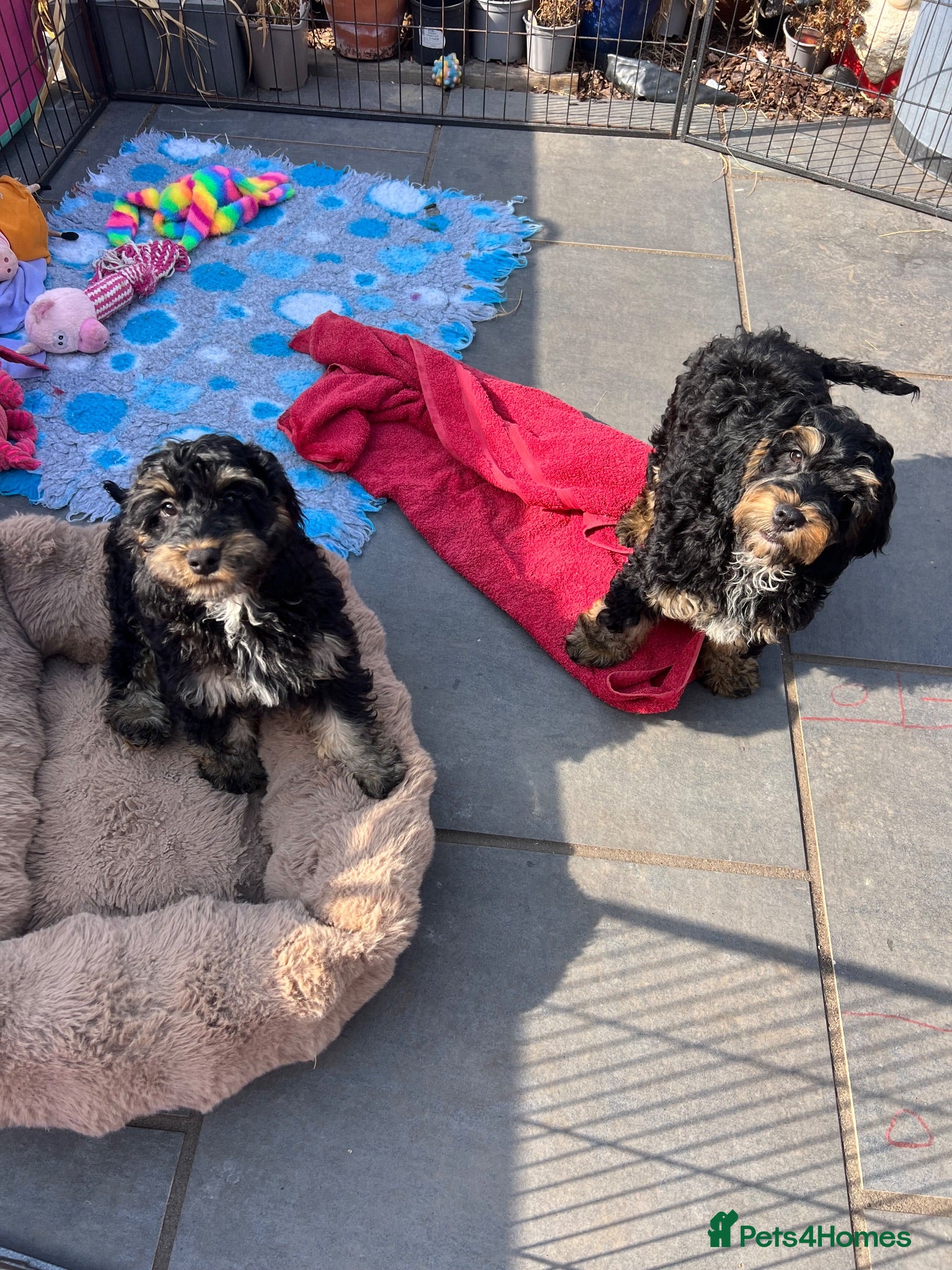 Cockapoo dogs F1 cockapoo puppies boys and girls  - Advert 1