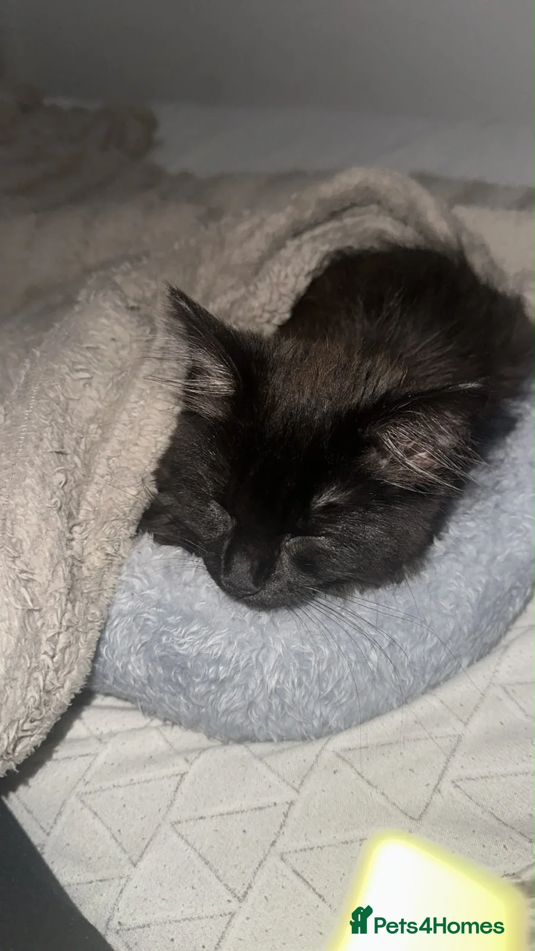 Mixed Breed cats for sale: Beautiful Half Ragdoll Kitten  in London - Advert 2