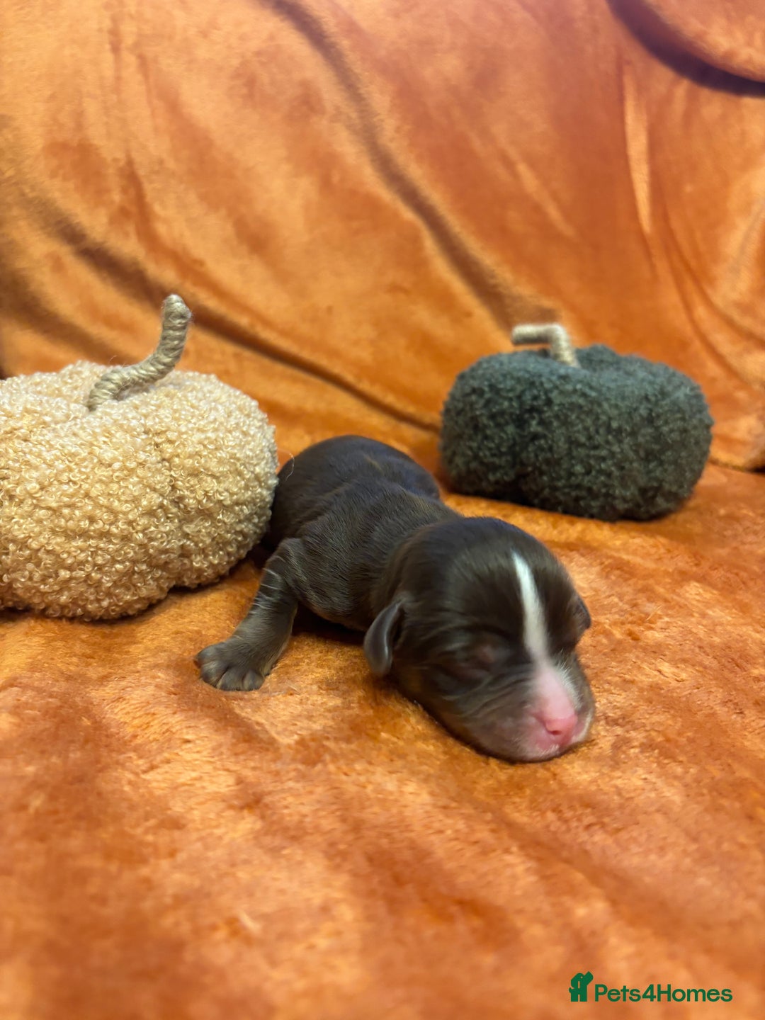 Cavapoo dogs for sale: £ negotiable for 5⭐️ Homes  Chocolate Cavapoos  - Image 3