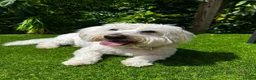 Coton De Tulear dogs for stud: Roger the dodger, available at studs.  - Advert 1