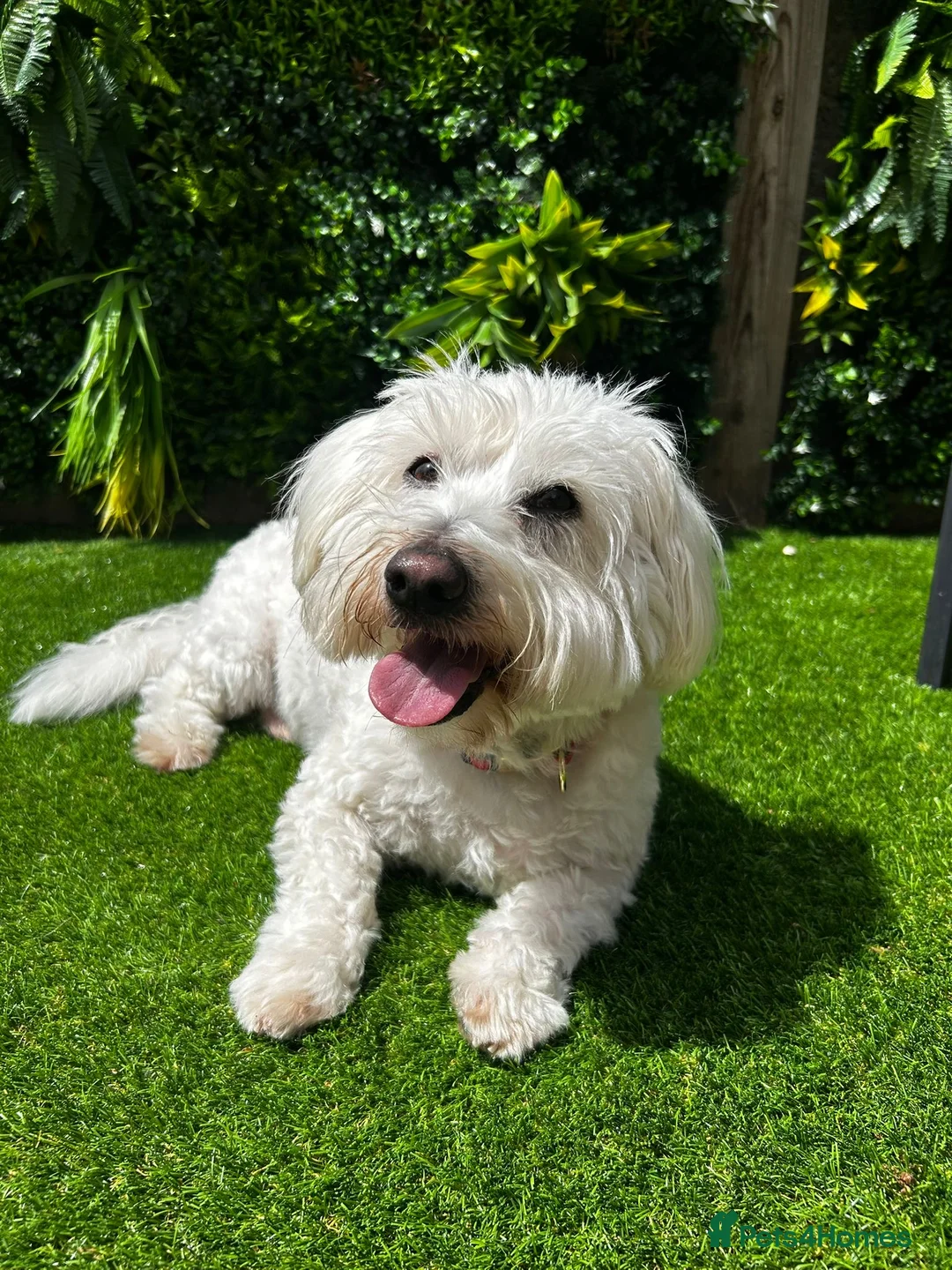 Coton De Tulear dogs for stud: Roger the dodger, available at studs.  - Advert 1