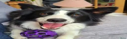 Border Collie dogs for sale: Beautiful 3 year old female border collie in Cambridge - Advert 3