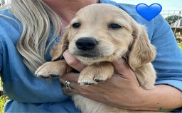 Golden Retriever dogs for sale: Beautiful KC Golden Retriever Puppies - Image 22