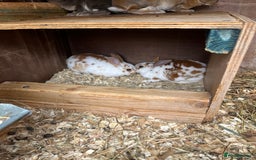 Rex rabbits for sale: Mini Rex bunnies looking for their new homes - Image 1