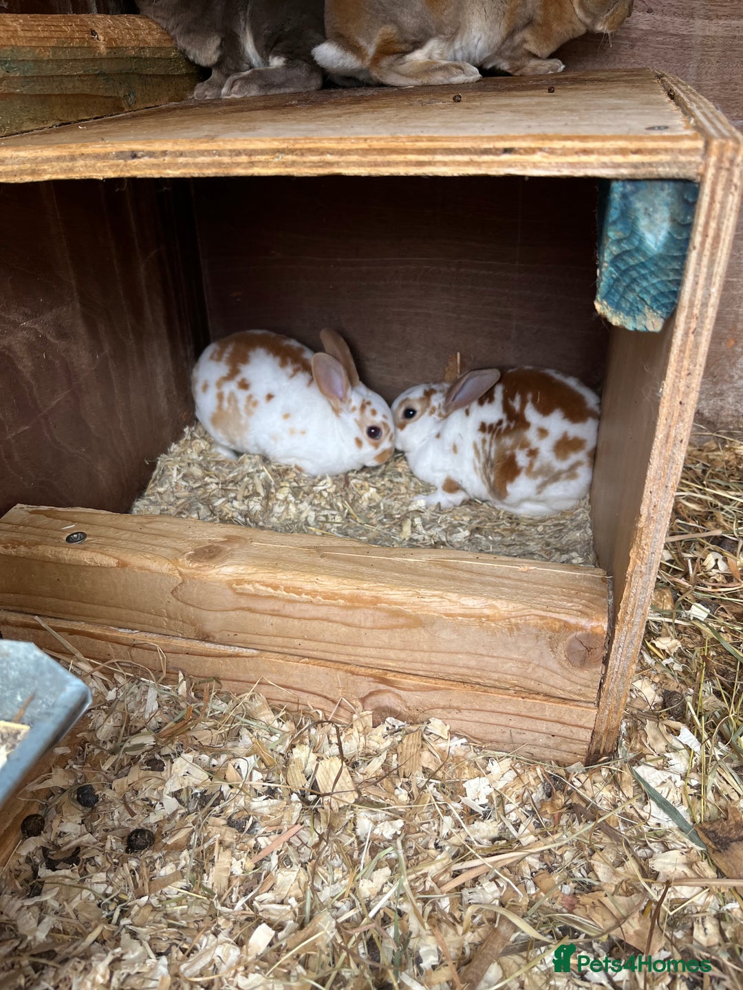 Rex rabbits for sale: Mini Rex bunnies looking for their new homes - Image 1