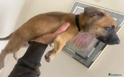 Belgian Shepherd Dog dogs for sale: Belgian Malinois Puppies - Image 9