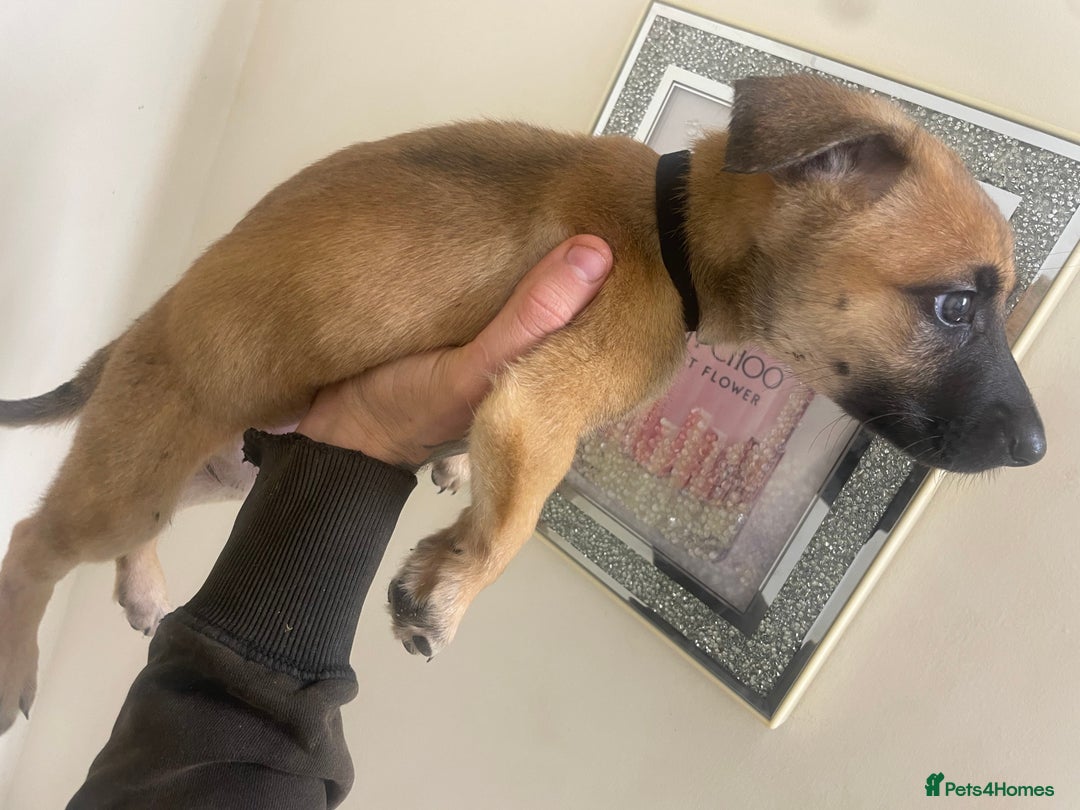 Belgian Shepherd Dog dogs for sale: Belgian Malinois Puppies - Image 9