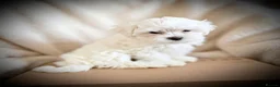 Maltese dogs for sale: 🌟  KC Registered Maltese Puppies Ready 🌟 - Advert 4