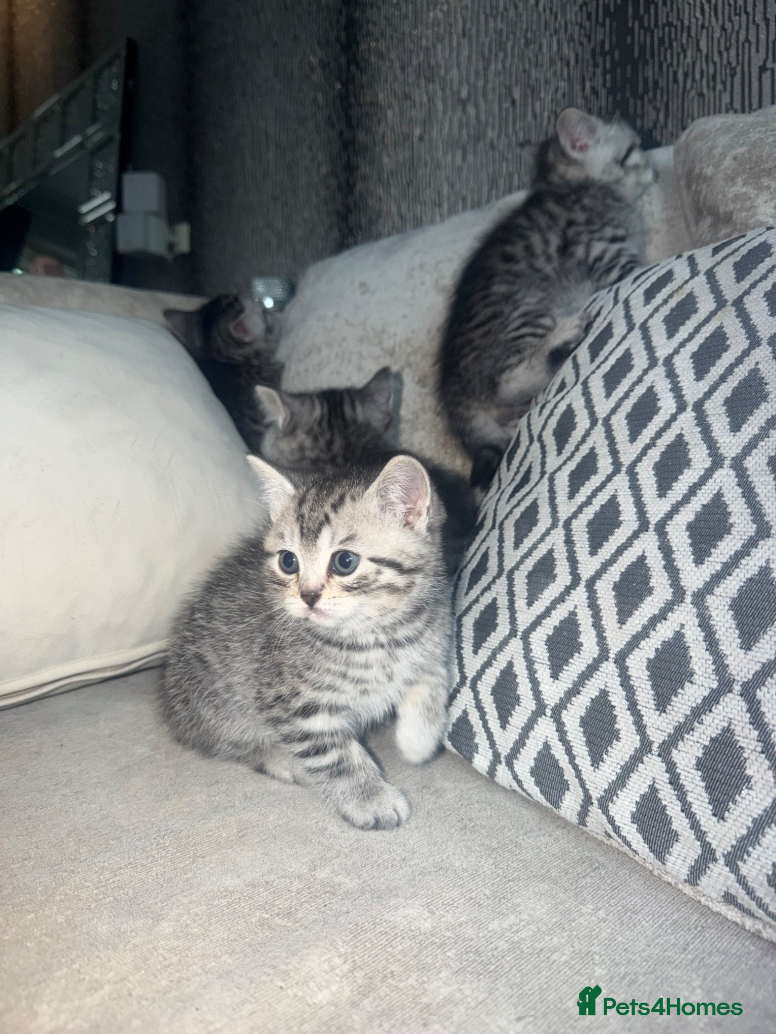 British Shorthair cats SILVER TABBY BRITISH SHORT HAIR  - Advert 1