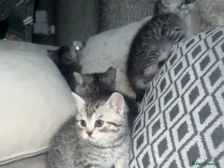 British Shorthair cats SILVER TABBY BRITISH SHORT HAIR - Advert 2