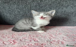 Mixed Breed cats for sale: Gorgeous Boys Russian Blue X Tabby Kittens 🐾🩵 - Image 2