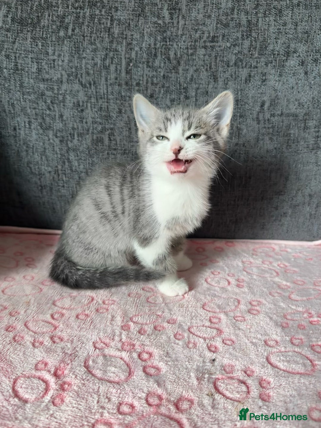 Mixed Breed cats for sale: Gorgeous Boys Russian Blue X Tabby Kittens 🐾🩵 - Image 2