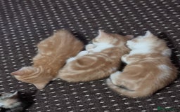 Mixed Breed cats for sale: Looking for forever home - Image 12