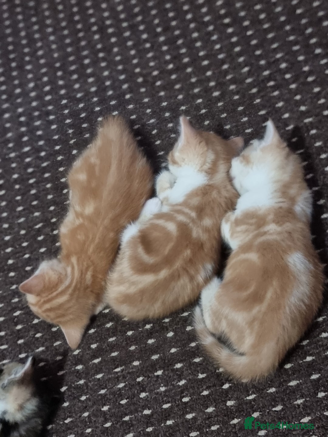 Mixed Breed cats for sale: Looking for forever home - Image 12