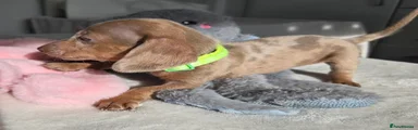 Light Green Collar