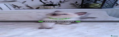 Ragdoll Kitten 3