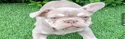 French Bulldog dogs for sale: Gorgeous French Bulldog Puppies  - Advert 3