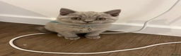British Shorthair cats for sale:  British shorthair kittens Pedigree registered - Advert 39