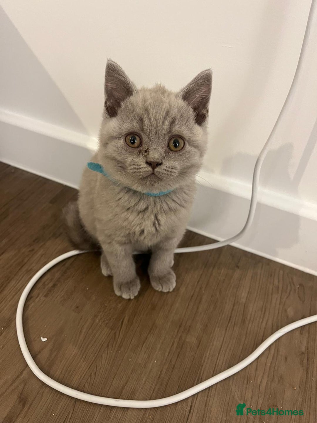 British Shorthair cats for sale:  British shorthair kittens Pedigree registered - Advert 39