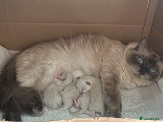 Ragdoll cats for sale - Advert 1