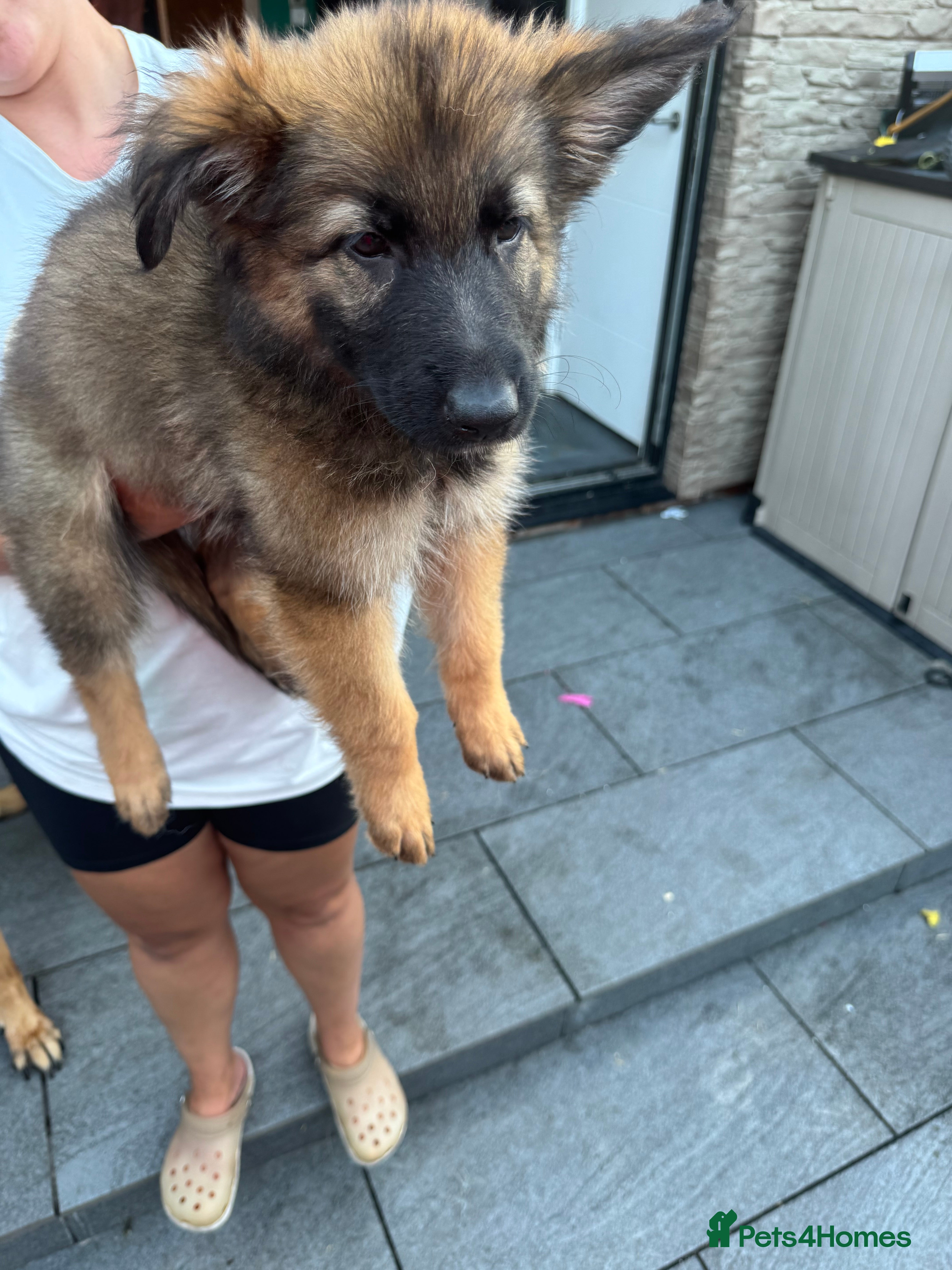 German Shepherd dogs !!!READY TO LEAVE!!! 10 beautiful GSD puppies - Advert 2