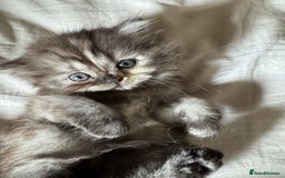 Persian cats for sale: 2 Cute Persian Kittens For Sale! Last 2 Left! - Image 14