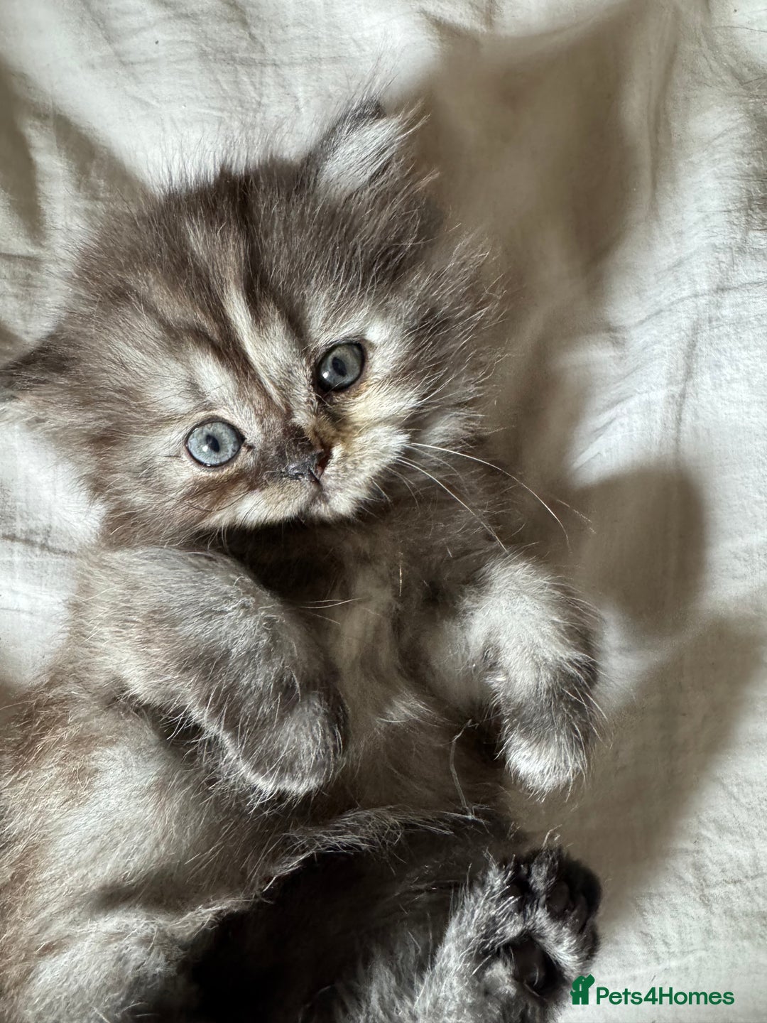 Persian cats for sale: 2 Cute Persian Kittens For Sale! Last 2 Left! - Image 14
