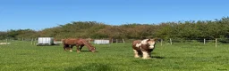 Irish Cob horses for sale: Skewbald stocky cob 14.3 - Advert 3