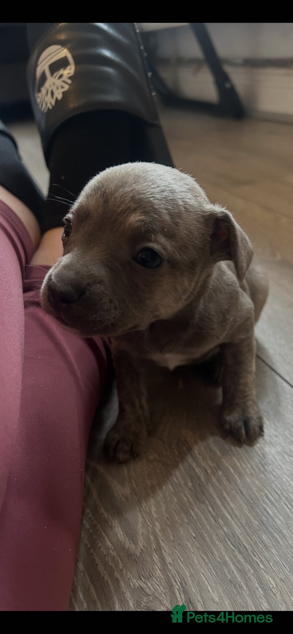 Mixed Breed dogs WHIPPET X FRENCHBULLDOG PUPPIES 💕💙 - Advert 1