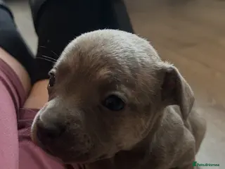 Mixed Breed dogs WHIPPET X FRENCHBULLDOG PUPPIES 💕💙 - Advert 1