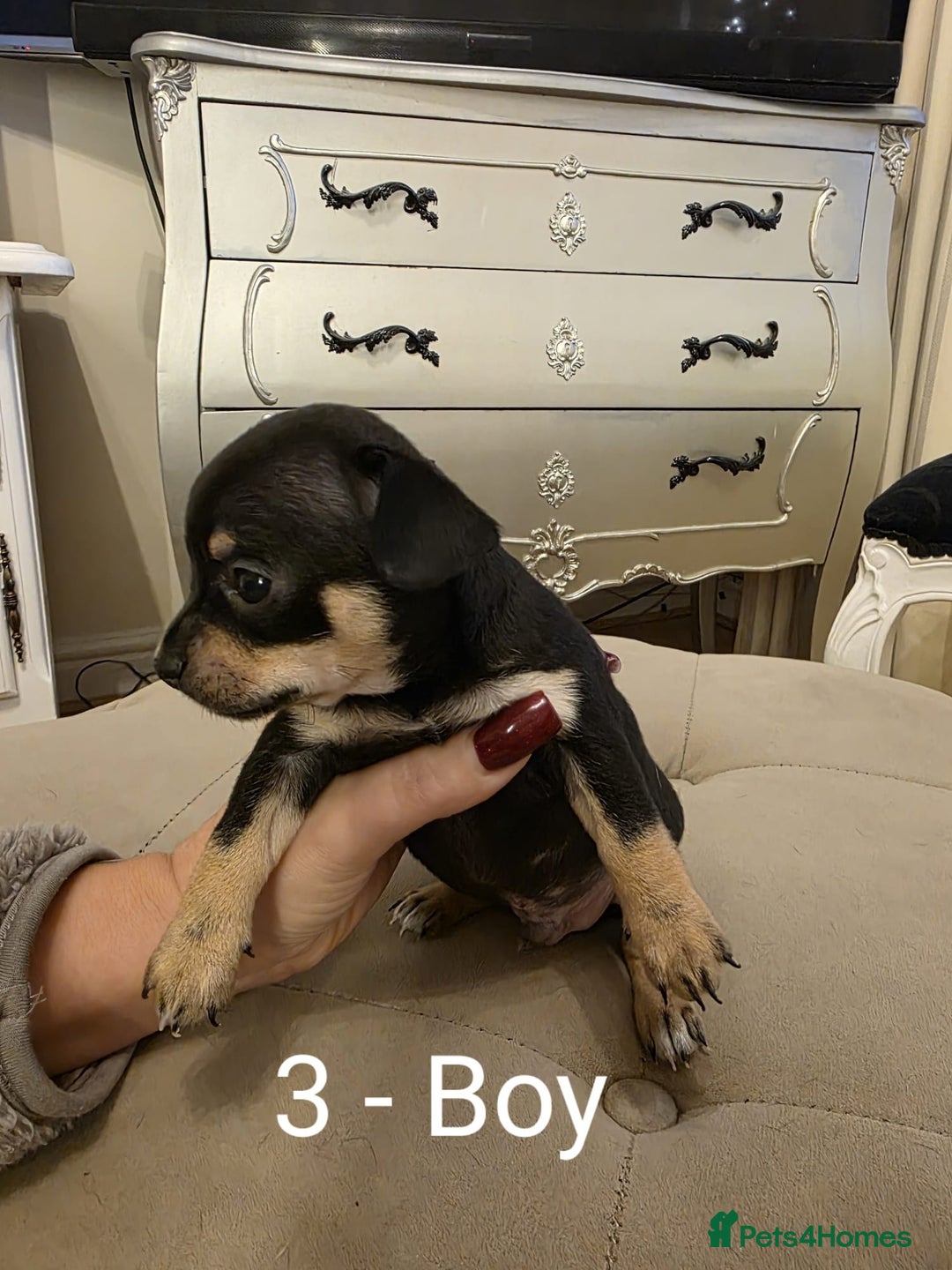 Chihuahua dogs for sale: 4 Chihuahua Puppies - Advert 3