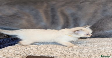 Ragdoll cats - Advert 10