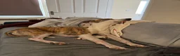 Mixed Breed dogs for sale: Barney  - Advert 10