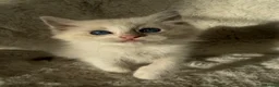 Ragdoll cats for sale: 2x GCCF Ragdoll kittens (male & female) available - Advert 14