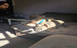 French Bulldog dogs for sale: Male and female frenchies - Image 10