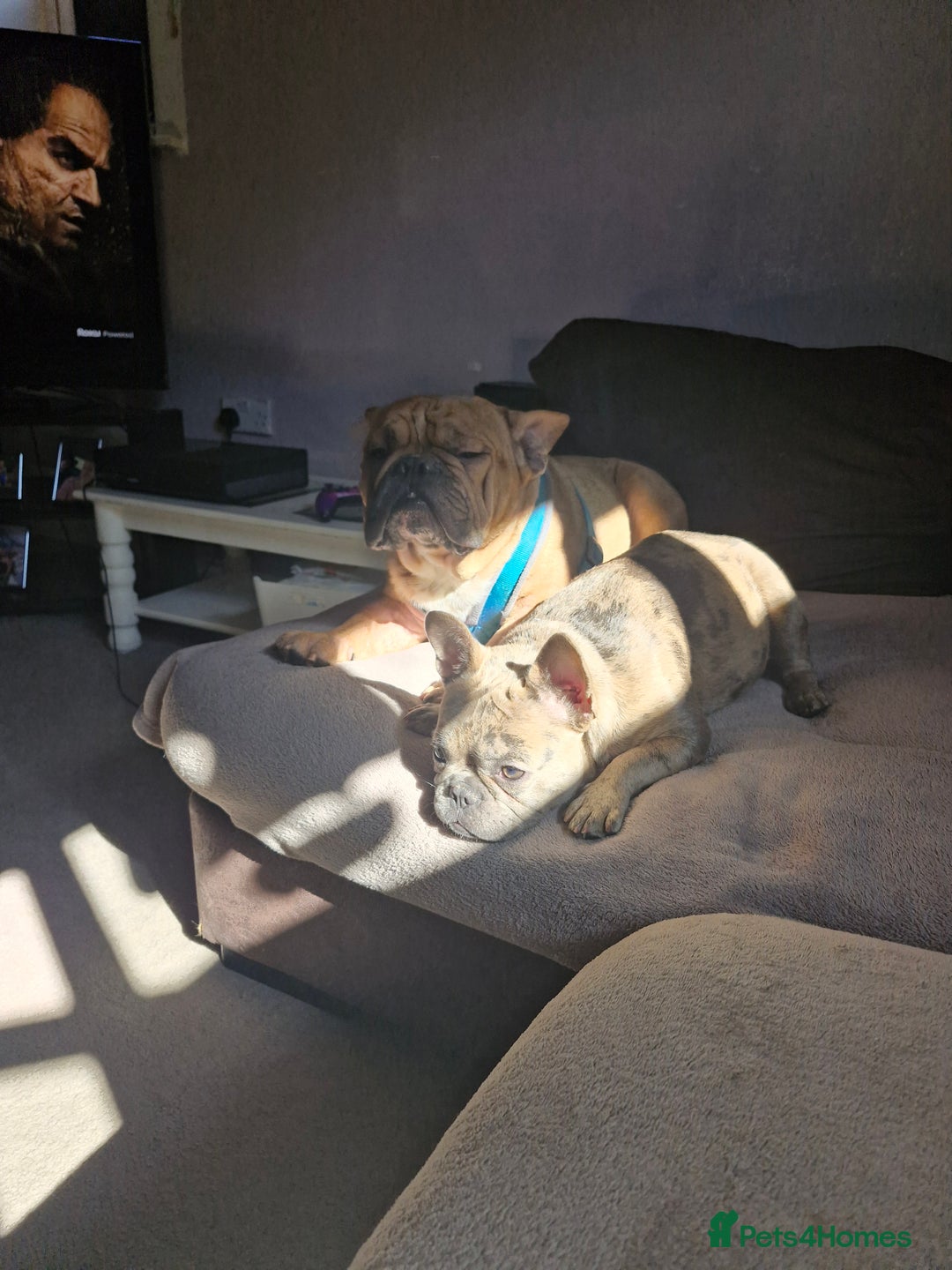 French Bulldog dogs for sale: Male and female frenchies - Image 10