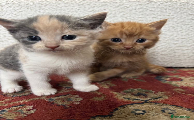 Mixed Breed cats - Advert 3