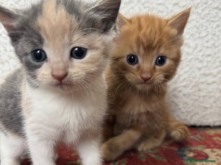 Mixed Breed cats - Advert 22