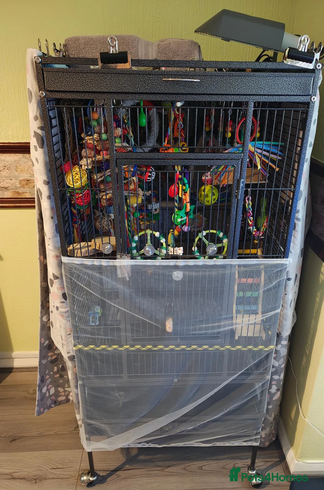 Conures birds for sale: 3 female conures in Stoke-on-Trent - Advert 1