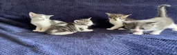 Mixed Breed cats for sale: Gorgeous grey, white and tabby kittens for sale - Advert 31