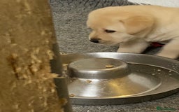 Labrador Retriever dogs for sale: Labrador Retievers  top quality Show type .  - Image 3
