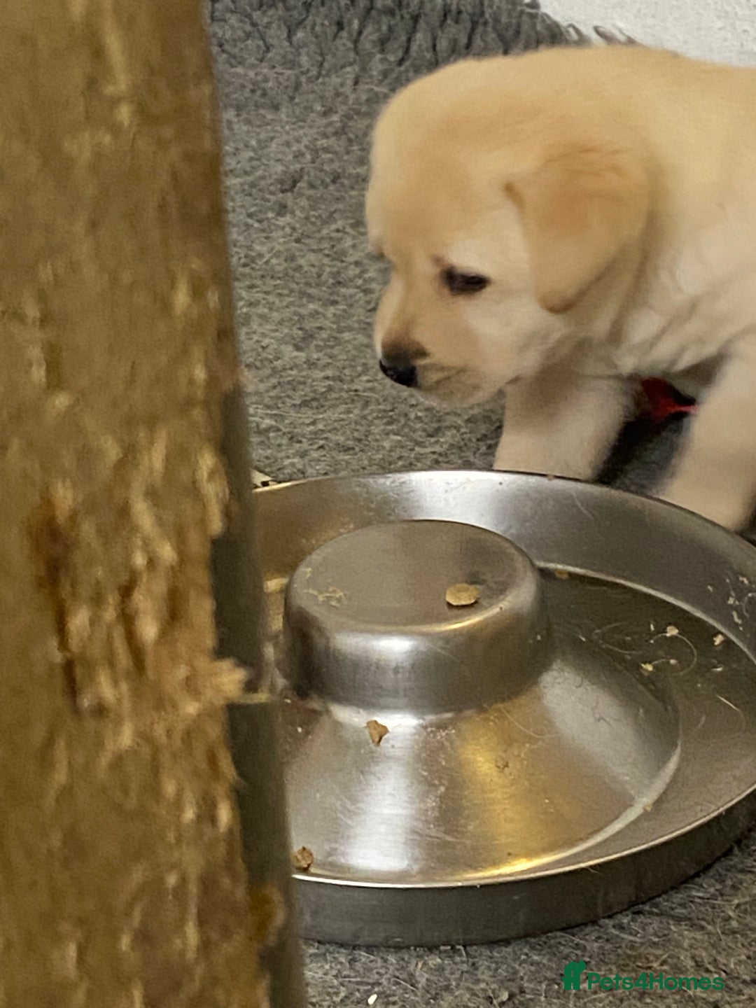 Labrador Retriever dogs for sale: Labrador Retievers  top quality Show type .  - Image 3