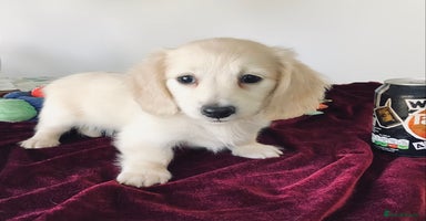 Miniature Dachshund dogs - Advert 11